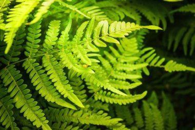 Fern ormandaki akşam güneş ışınlarının içinde. Orman bitki örtüsü ve yaban hayatı.