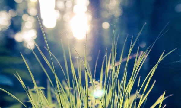 Hierba Joven Primavera Sol Mañana Vida Silvestre Vegetación Bosque — Foto de Stock