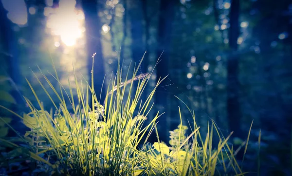 Printemps Jeune Herbe Dans Soleil Matin Faune Végétation Dans Forêt — Photo