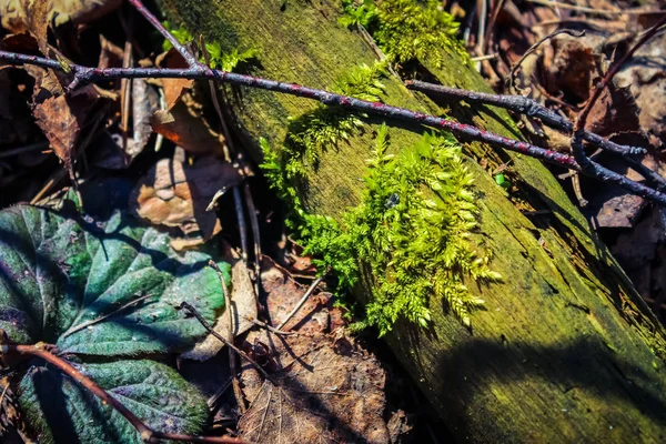 Hösten Skogen Ett Träd Som Överväxta Med Mossa — Stockfoto