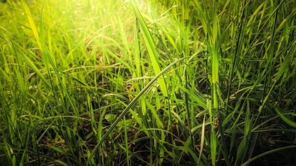 Juicy Dense Grass Small Forest Plays Sunlight All Shades Light — Stock Photo, Image