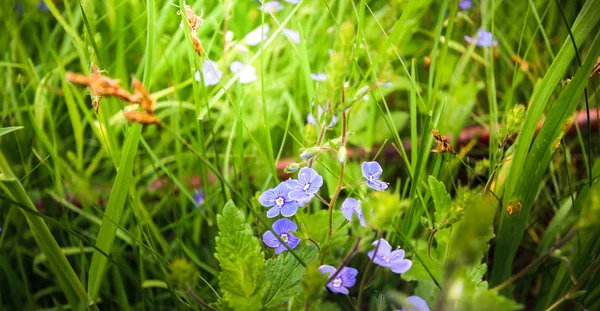 维罗妮卡 Chamaedrys 温柔的蓝色花朵从草丛深处看着我们 — 图库照片