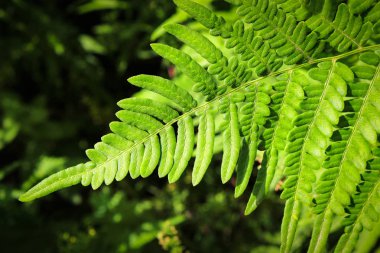 Karanlık bir arka plan bir otu fern yaprak hassas ucu iplik için beyaz bir çiçek ulaşır.