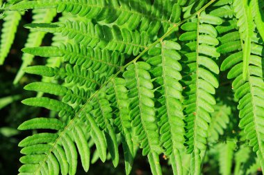 Karanlık bir arka plan bir otu fern yaprak hassas ucu iplik için beyaz bir çiçek ulaşır.