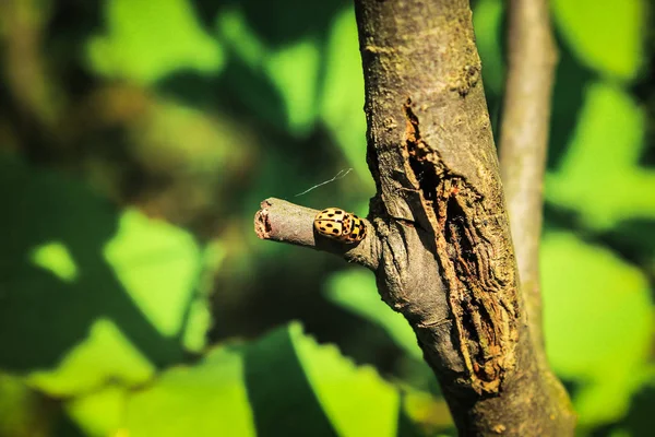Biologische Liefde Van Twee Bugs Een Boomtak Verlicht Door Zonlicht — Stockfoto