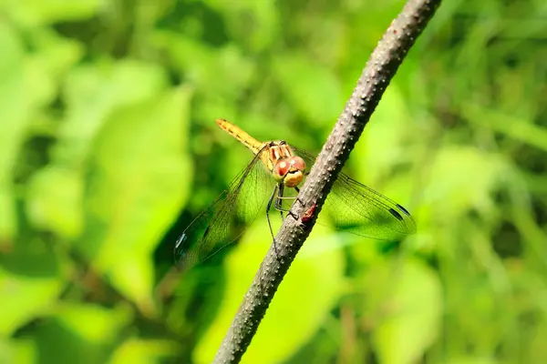 在田里花上的蜻蜓 她认为她在镜头中的倒影 甚至不想飞走 摆姿势 宏观世界 — 图库照片