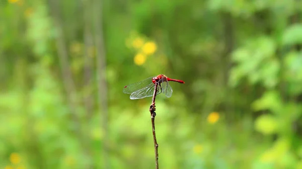 Dragonfly Kwiat Polu Ona Uważa Jej Odbicie Obiektywie Nawet Nie — Zdjęcie stockowe