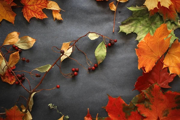 Variedad Hojas Otoñales Ramitas Bayas Sobre Papel Oscuro —  Fotos de Stock