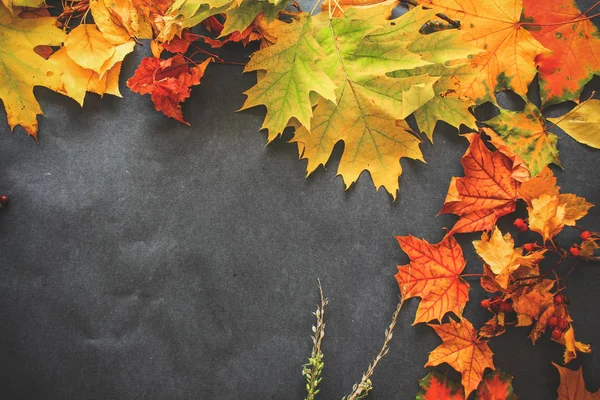 Variedad Hojas Otoñales Ramitas Bayas Sobre Papel Oscuro — Foto de Stock