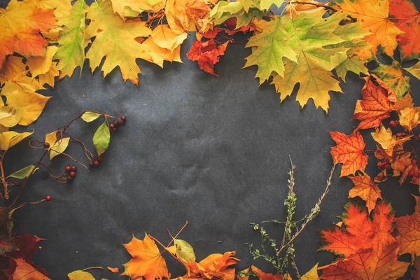 Variedad Hojas Otoñales Ramitas Bayas Sobre Papel Oscuro — Foto de Stock