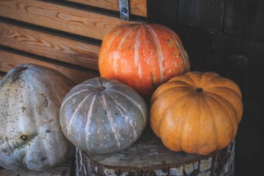 Cadılar Bayramı arifesinde, evin yanında kabak kabak ile dekore edilmiştir