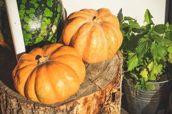 Víspera Halloween Las Calabazas Cerca Casa Están Decoradas Con Calabazas —  Fotos de Stock