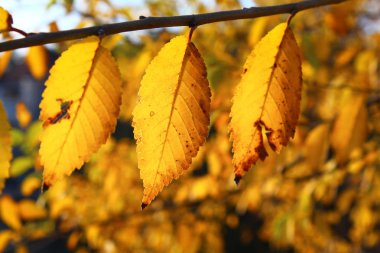 Yeşil çim üzerinde sarı turuncu kırmızı sonbahar yaprakları yakın.