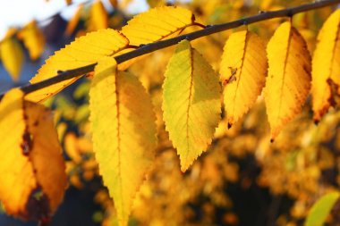 Yeşil çim üzerinde sarı turuncu kırmızı sonbahar yaprakları yakın.