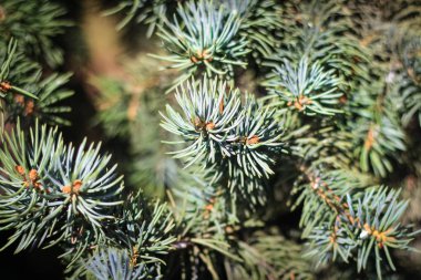 ormanda güneşe adanmış ladin iğneler