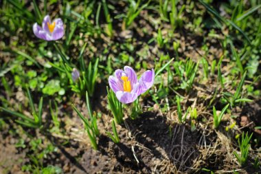 Baharın ilk günlerinde, ilk çiçekler bir çayırda çiçek açtı 