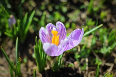 Baharın ilk günlerinde, ilk çiçekler bir çayırda çiçek açtı 