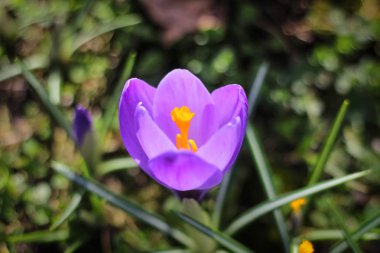 Baharın ilk günlerinde, ilk çiçekler bir çayırda çiçek açtı 