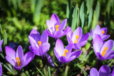 Baharın ilk günlerinde, ilk çiçekler bir çayırda çiçek açtı 
