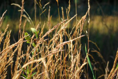 bir alan güneş lekeli kahverengi bebek arabaları sonbahar soldu ot