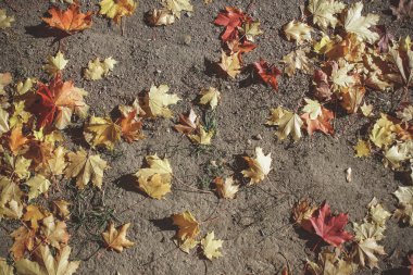 sonbahar orman manzarası.