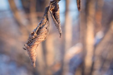 bulanıklık bir arka plan üzerinde geç kış aylarında bükülmüş kurutulmuş sonbahar yaprağı