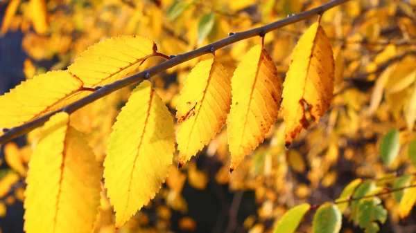 Close-up van geel oranje rode herfst bladeren op groen gras. — Stockfoto