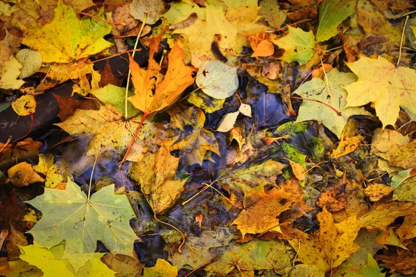 Alfombra otoñal de hojas de diferentes colores . — Foto de Stock