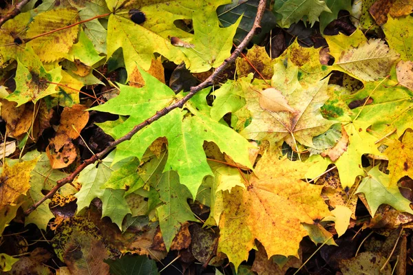 Podzimní koberec listů různých barev. — Stock fotografie