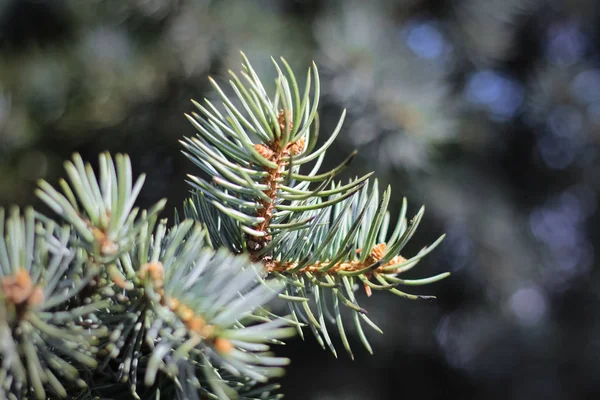 Gran nålar tillägnad solen i skogen — Stockfoto