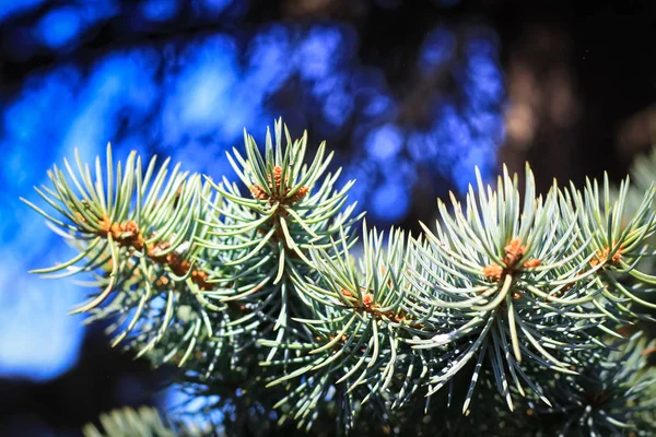 Gran nålar tillägnad solen i skogen — Stockfoto