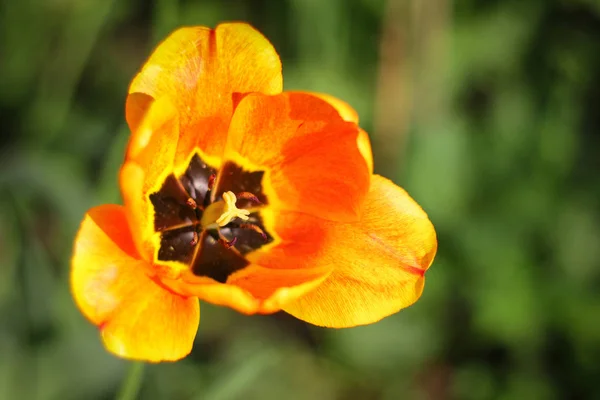 Flores en el campo rojo amarillo naranja retroiluminado por el sol de i — Foto de Stock