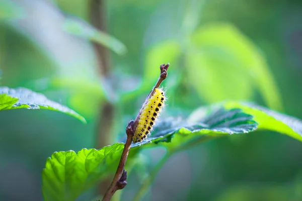 Insecten macrofotografie in de zomer — Stockfoto