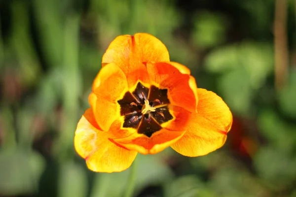 Flores en el campo rojo amarillo naranja retroiluminado por el sol de i — Foto de Stock