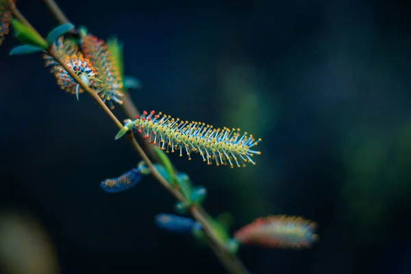 Lente avond bos waardoor de setting zon peeks, Illum — Stockfoto