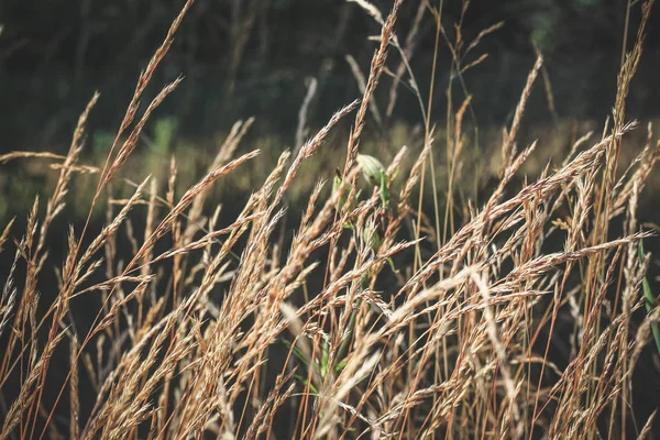 bir alan güneş lekeli kahverengi bebek arabaları sonbahar soldu ot