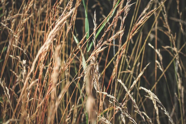 秋天枯萎的草在田野上晒太阳的棕色婴儿车 — 图库照片