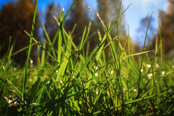 bright green grass backlit by the rays of the sun against a blue