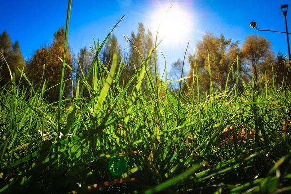 El sol se asoma a través de la hierba verde brillante retroiluminada por la mañana —  Fotos de Stock