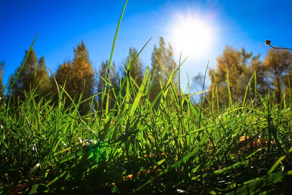 El sol se asoma a través de la hierba verde brillante retroiluminada por la mañana — Foto de Stock