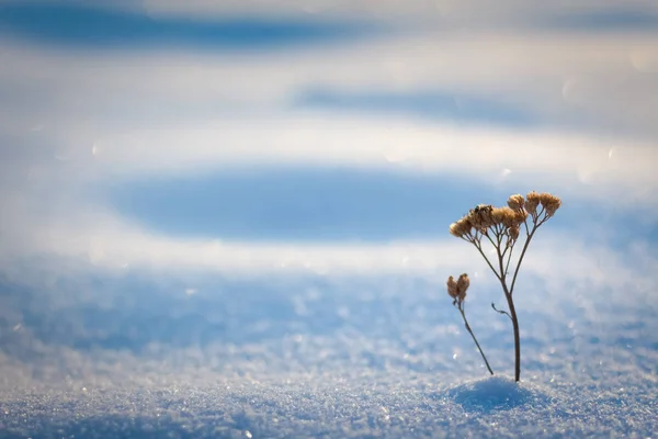 Invierno llano cubierto de nieve con flores que sobresalen de debajo de t — Foto de Stock