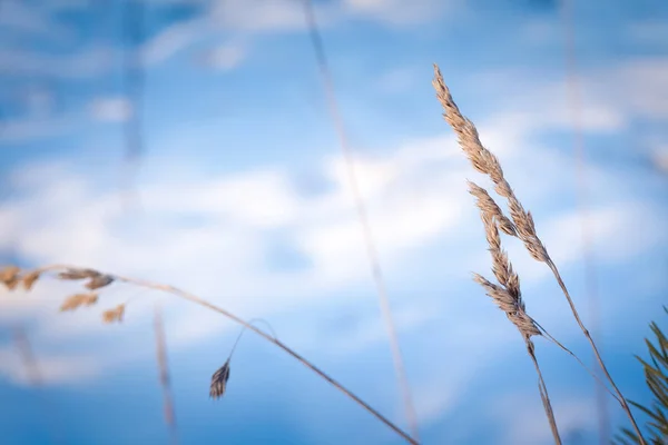 Rama seca en un campo sobre un fondo de nieve blanca espalda —  Fotos de Stock