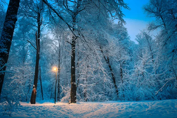 Crepúsculo en el bosque de invierno cubierto de nieve un amarillo brillante — Foto de Stock