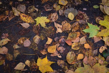 Sarı yapraklarla döşenmiş yol, derinlere iniyor.