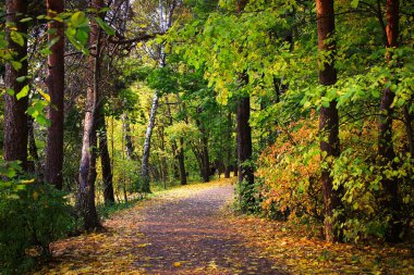 Orman yolu sararmış ormanın derinliklerine gider..