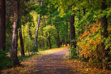 Orman yolu sararmış ormanın derinliklerine gider..