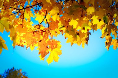 Şırınga gibi sarı yapraklar parlak mavi gökyüzüne karşı.