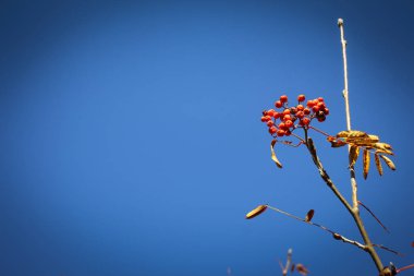 Arkaplanda parlak turuncu dağ külleri var.