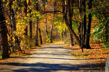 Sonbahar orman yolu sarı yapraklarla kaplıdır, yol devam eder.