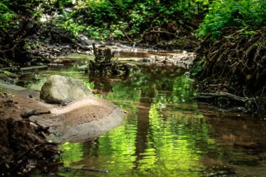 Summer Creek ormanda yeşil fişeklerle oynuyor..